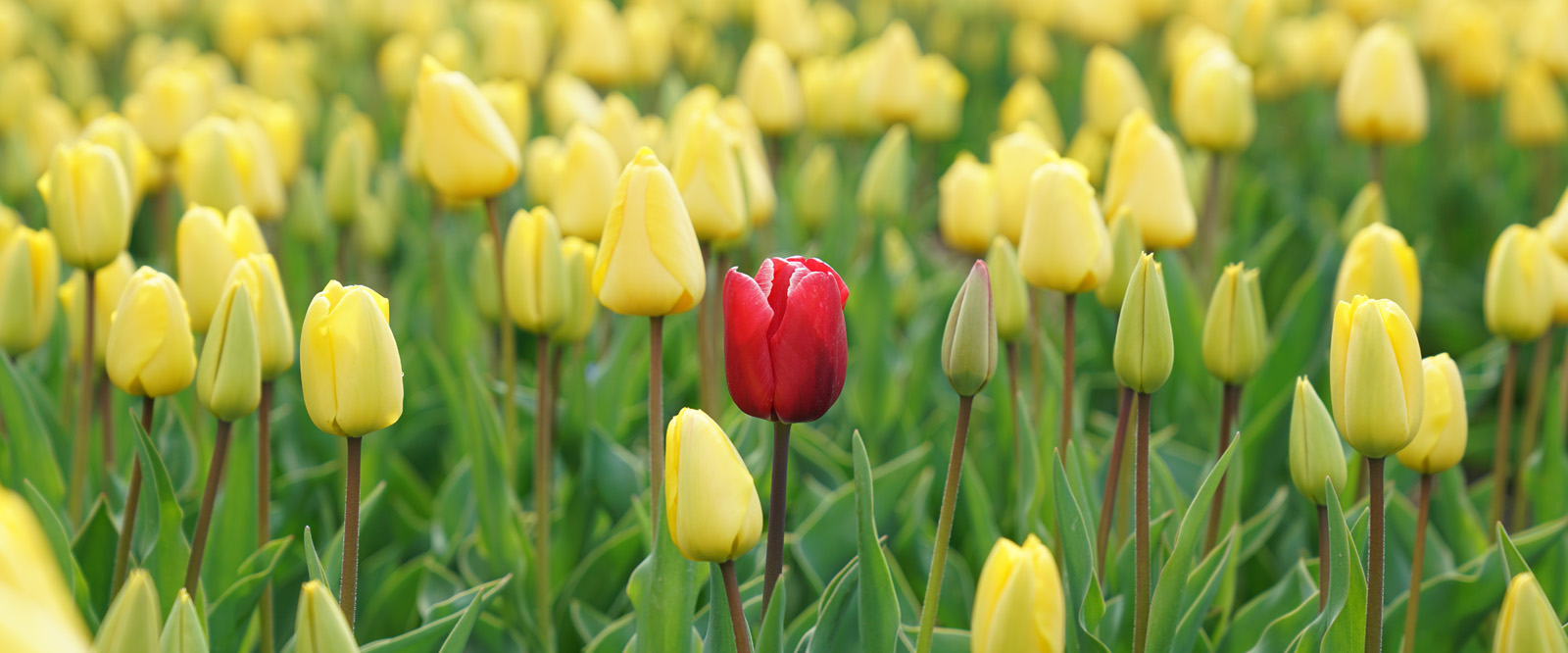 How To Get Your Content Noticed Online The William Agency